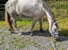 Irish Draft unspoilt 4 year old
