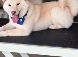 Shiba inu