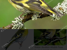 wanted male siskin