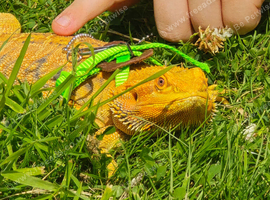 Bearded dragon seeking new home