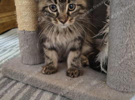 XXL Maine Coon Kittens.