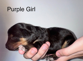 Lassie/Border Collie X Miniature Poodle