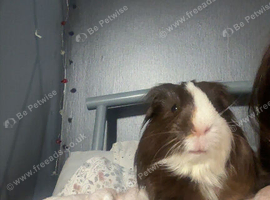 2 male guinea pigs, including cage houses and toys