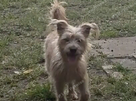 Cairn terrier