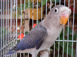 Fischer's Lovebirds with DNA/Gender certificate