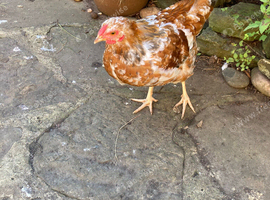 Bantam Wyandottes