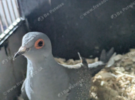 Diamond dove