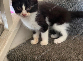 Kittens available 12 weeks