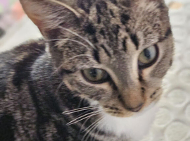1 year old tabby girl