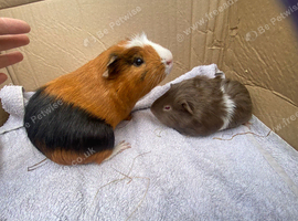 Baby & young male guinea pigs