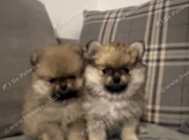 KC Pomeranian puppy