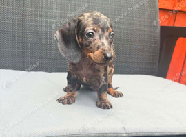 Miniature dachshund