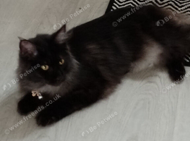 8 month old female Maine coon for sale