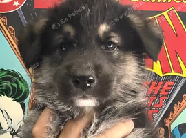 3/4 Siberian Husky 1/4 German shep. 2 left