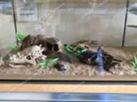 Loads of Ant keeping supplies - Tank, nests, tubes, water towers | Can be used for beetles, scorpions or other inverts