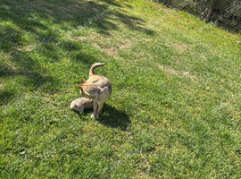Chihuahua cross Yorkshire terrier
