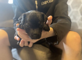 Paterdale lakeland Jack Russel