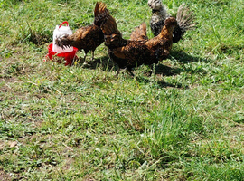 Fertile chicken eggs