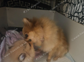 Tiny toy pom