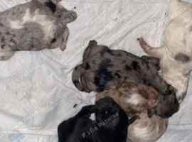 Beautiful cockerpoo puppies