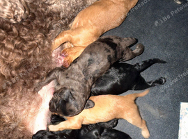 F1 cockapoo