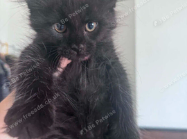 Maine coon kitten readdy to leave free delivery.