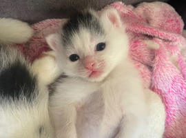 Kittens for sale bsh
