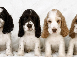 Beautiful full show cocker spaniels