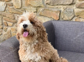 Healthy Australian Labradoodle Dog
