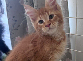 Maine Coon Active Registered Kittens &ndash; Ready Now