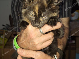 Rehoming 2 kittens together