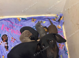 3 left now mini dachshund boys for sale