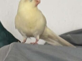 Hand reared male kakariki