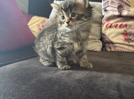 Ragdoll x kittens 6 weeks old