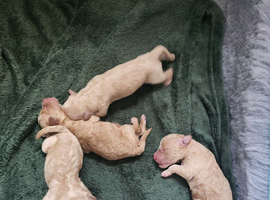 Very sweet little cream/apricot boys. Just born!