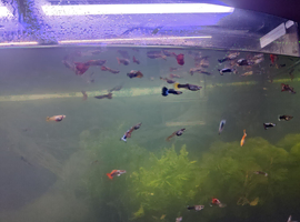 Guppy for sale