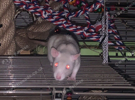 X2 14week old female rats