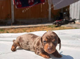 Beautiful mini dachshunds