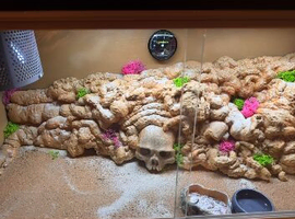 Custom 3ft vivarium for leopard gecko x2