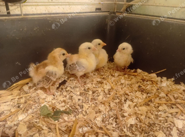 Serama chicks
