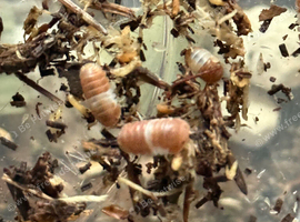 Cubaris red panda king isopods