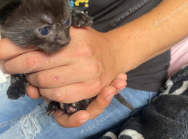 I have 2 kittens