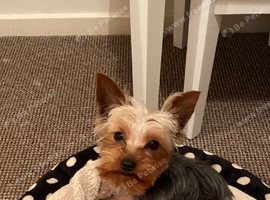 1 Stunning Miniature yorkshire terrier puppy