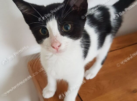 Beautiful 3‑month‑old female kitten &mdash; ready for collection.