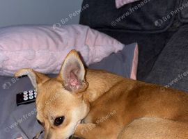 7 month old male pomeranian/jack rusell