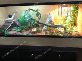 3foot tank. And full set. Up and decorating.  And baby dragon