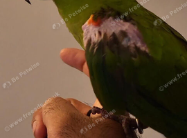 Beautiful super tame talking Hans Macaw