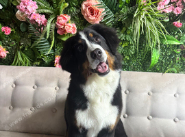 Bernese mountain dog puppy