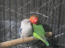 breeding pair of love birds