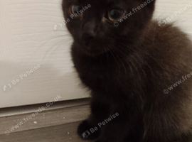 Female Kitten